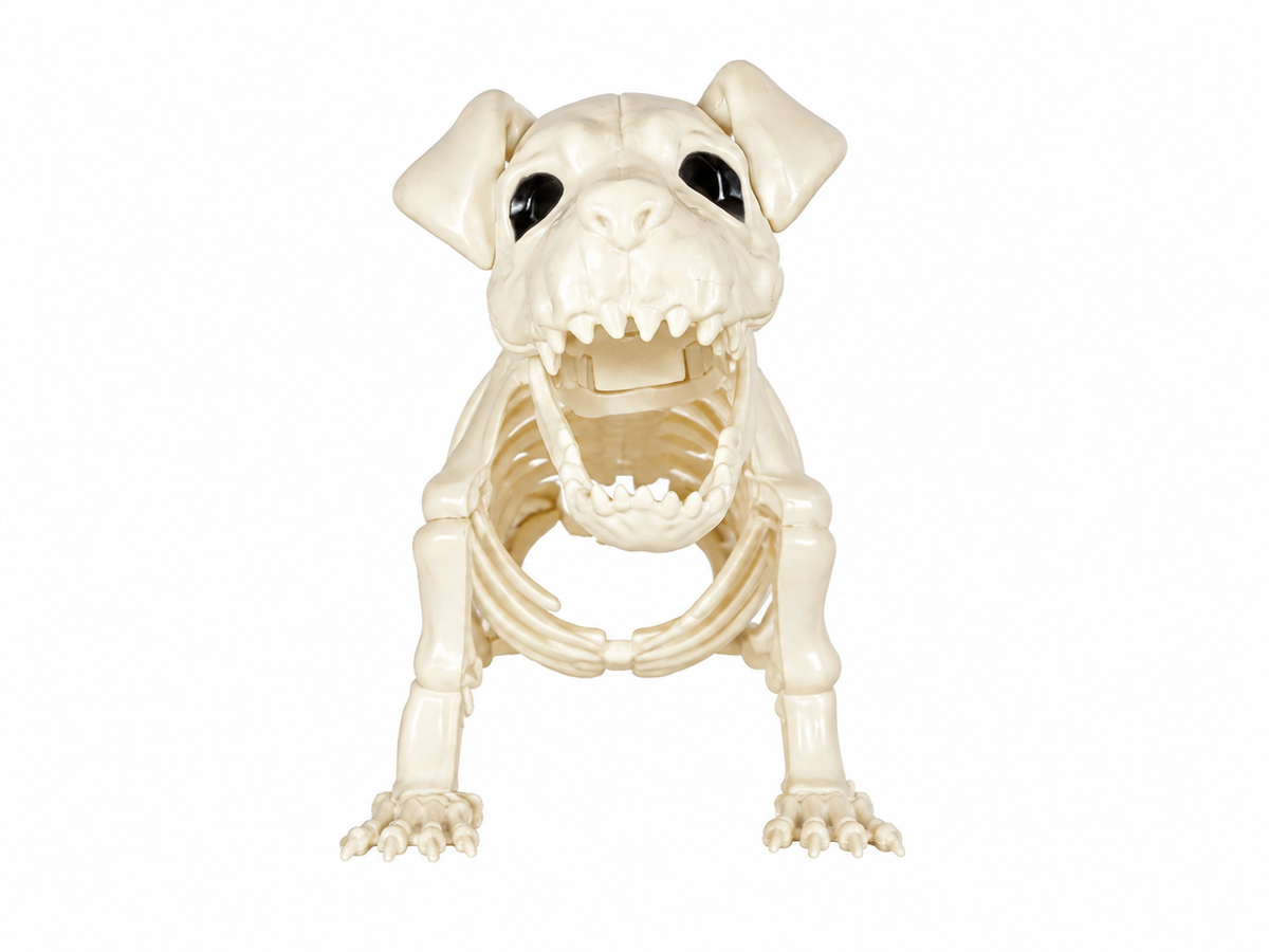 Esqueleto Perro