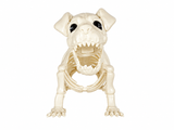 Esqueleto Perro